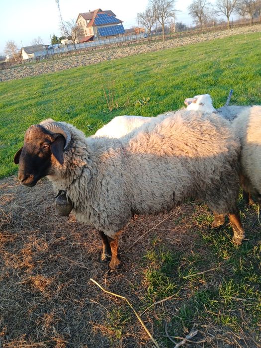 Vind oaie carabasa cu 2 mieluti,și berbec  mior