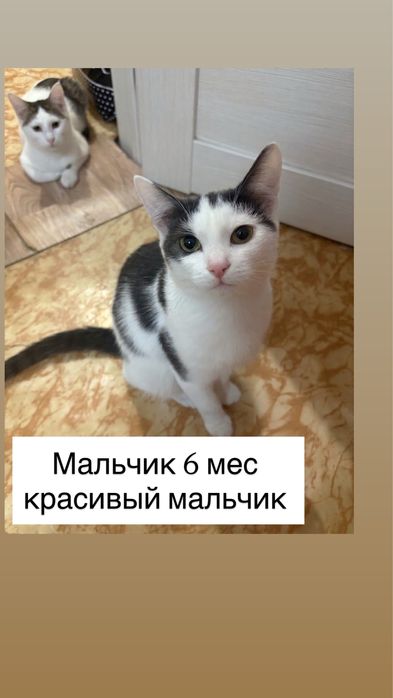 СРОЧНО отдам домашних котят в добрые руки