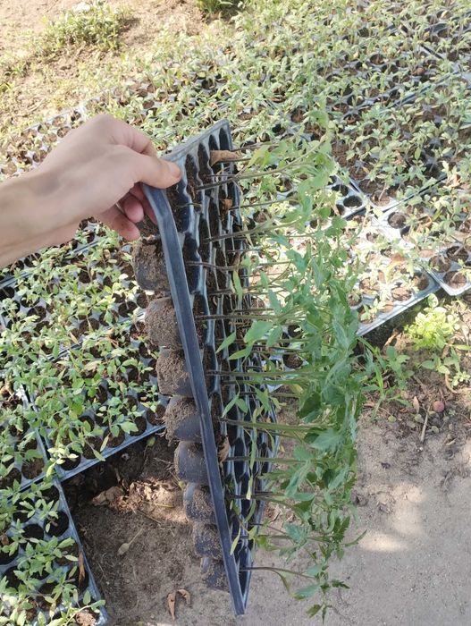 Vând răsad de tomate "Dyno și Seringheti", 1 leu firul