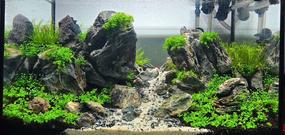 Amenajări Acvarii Personalizate și Mentenanță Profesională DAD