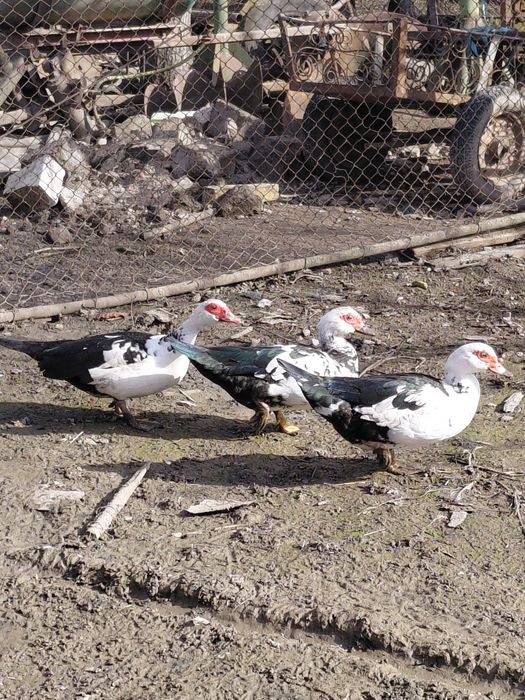 Rate si rățoi mute