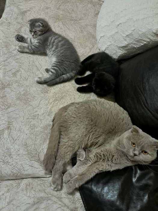 Британски късокосмести котета