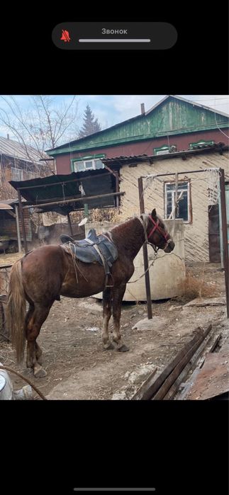 Продам жеребца 4 года