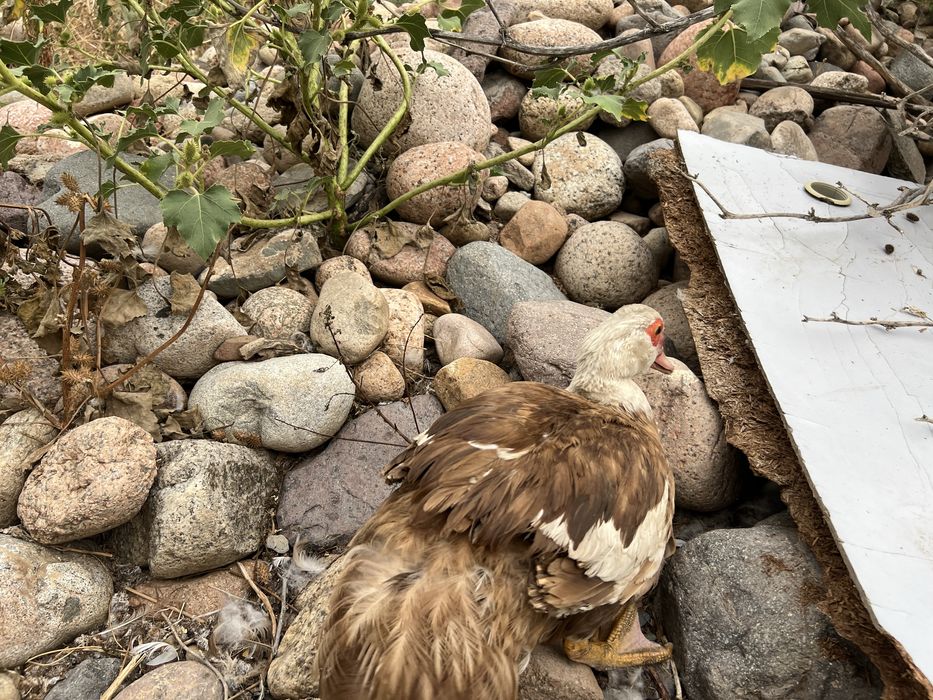 Продается индоутки