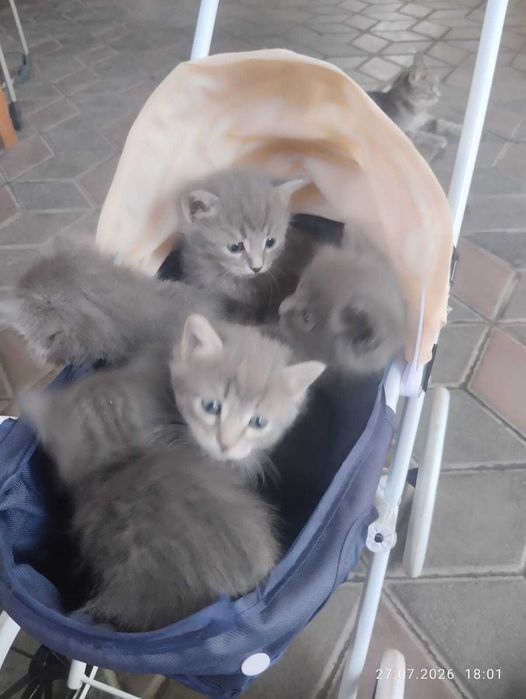 Котята .                               .