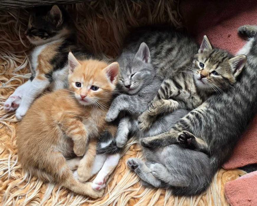 Красиви котета с навици за живот в домашна среда!