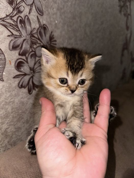 Британская шиншила