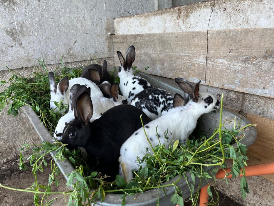 iepuri rex dalmatian