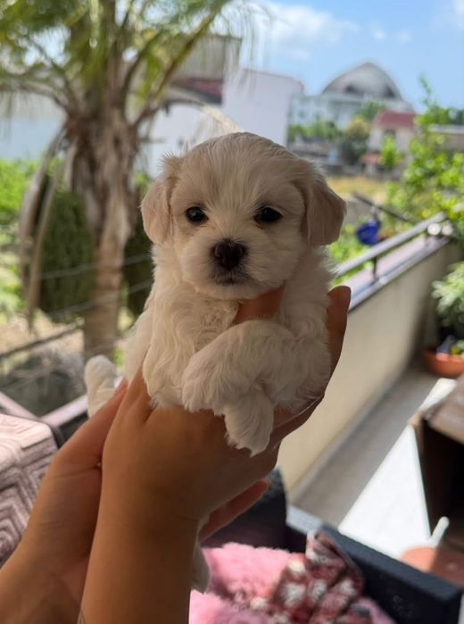 Bichon maltez mini