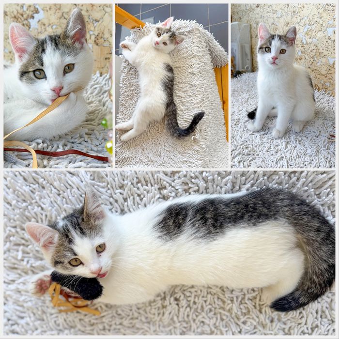 Котенок, девочка, 3 месяца