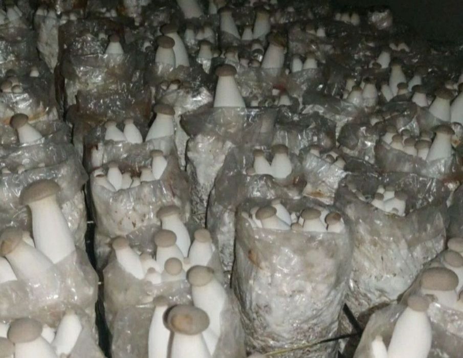 Салодковый Корен , Для Семена Грибов Вешенки