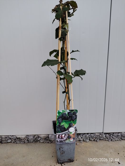 Малина , Къпина, Нар  Смокиня сортове