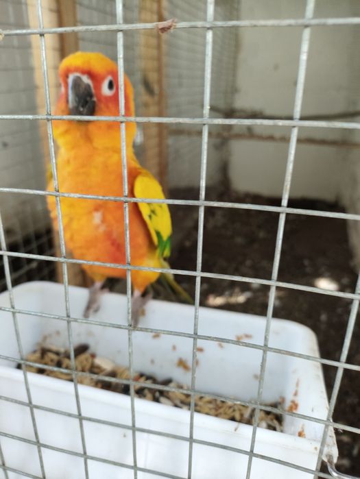 Попугай солнечный аратинга.