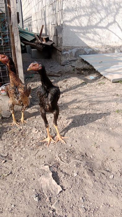 Продаётся цыплята о--шамо