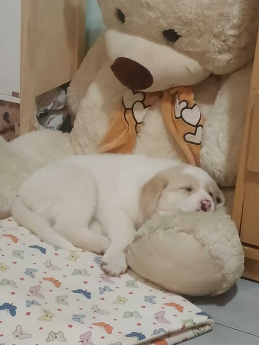 Продавам Лабрадор Ретривър