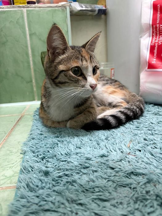 Срочно ищем дом кошечке  . Потеряшка