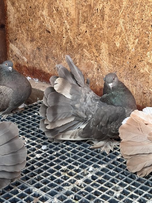 Vand Voltati indieni