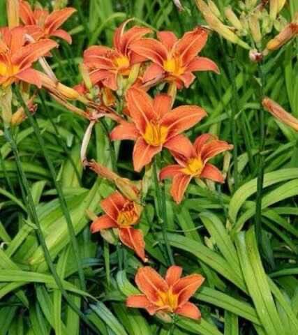 Продам цветы многолетние