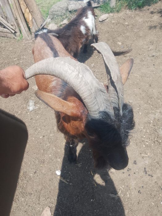 Vând țap alpin francez