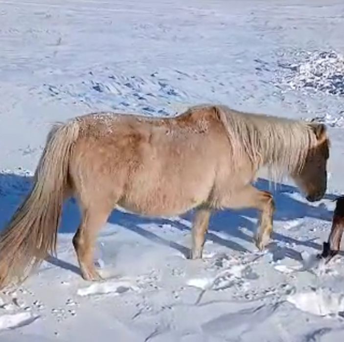 Продам кобыл бие