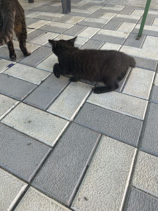 Donez pisicute de doua trei luni