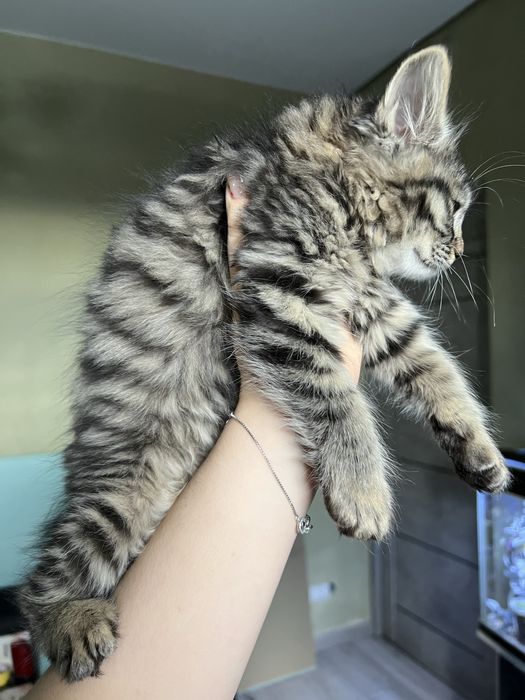 Малышка ищет семью!