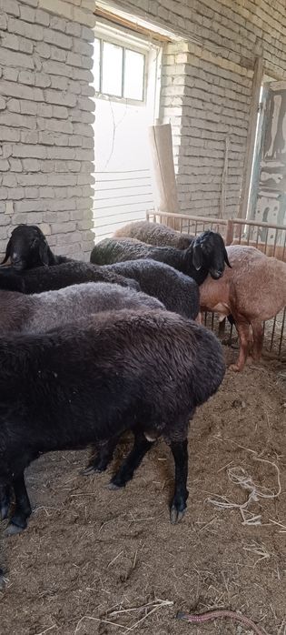 Buxoro Hisor qoʻchqorlari...