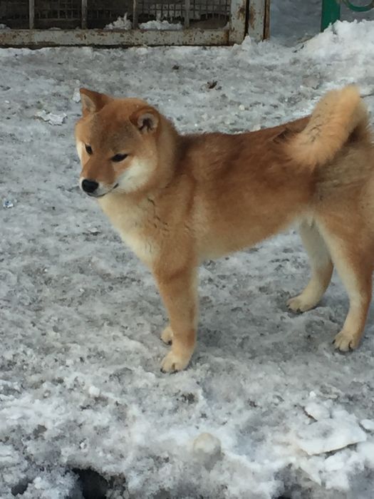 Щенки японской  сибы