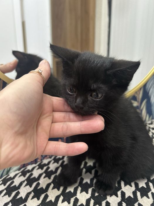 Отдам в добрые руки котенка