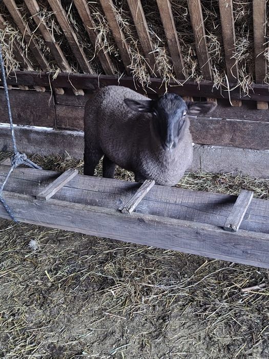 Vând miei pentru Paști