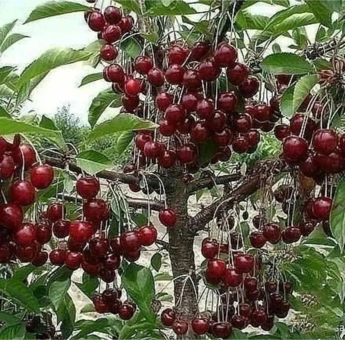 Саженцы вишни, карликовый сорт