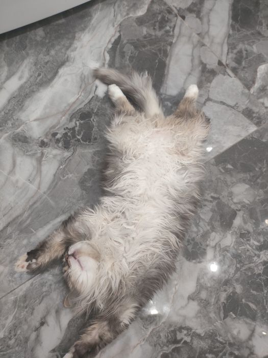 Отдам кота в добрые руки