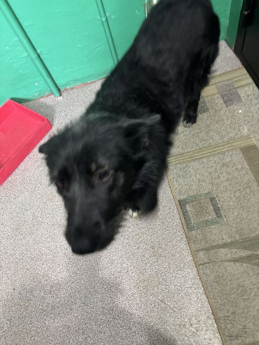 Собака прибилась