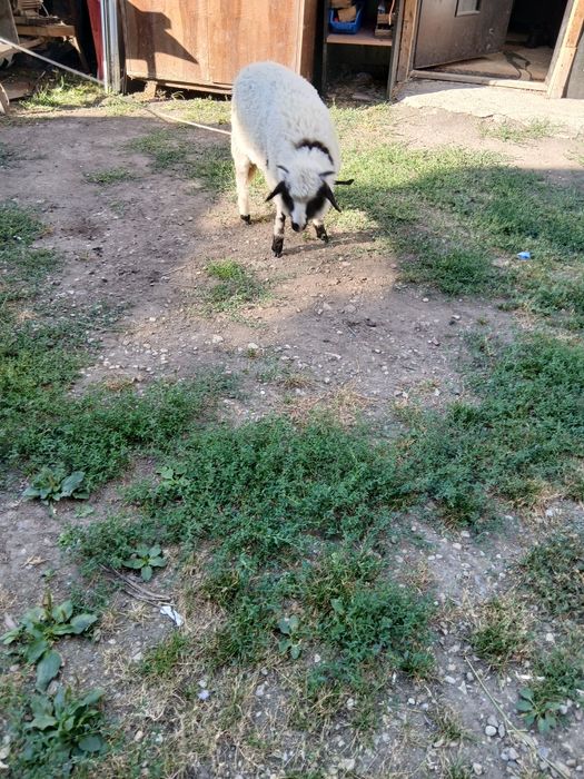 Vând ce se vede în imagine