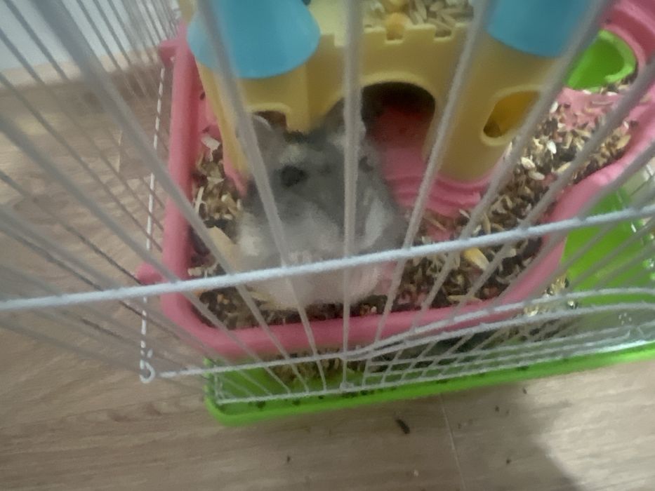 Хомячки джунгарские