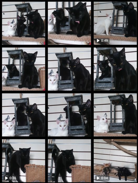 Эксклюзив. Чаузи f3 чёрные