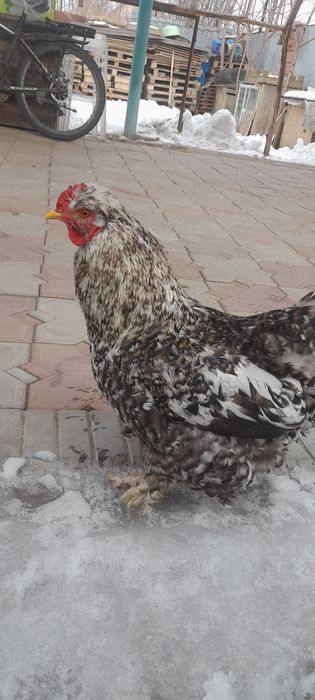 Продаём петушков