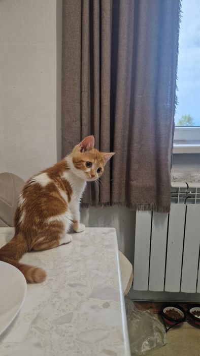 Котенок ищет семью.