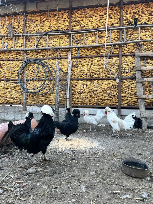 Vand motata olandeza