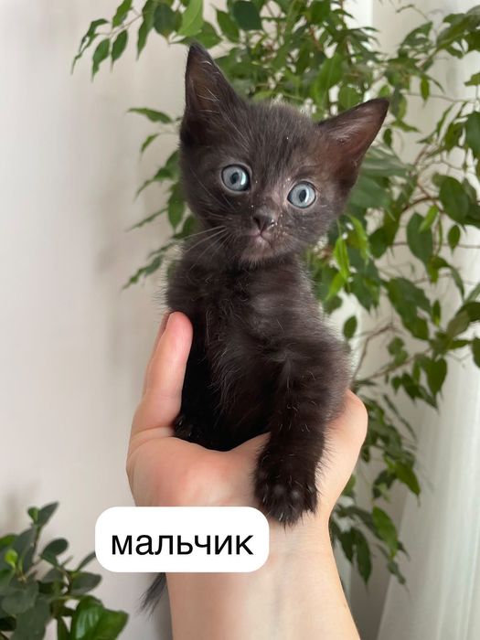 Котята в ответственные руки