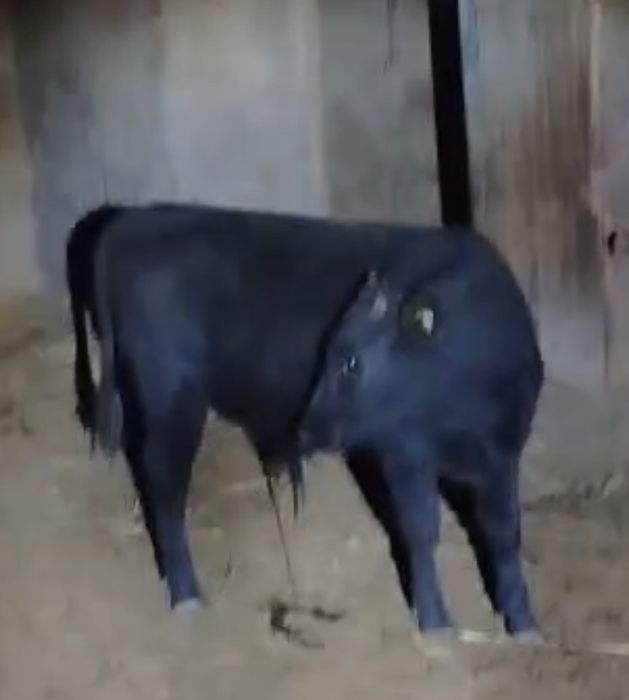 Подсос бұзаулар сатылады