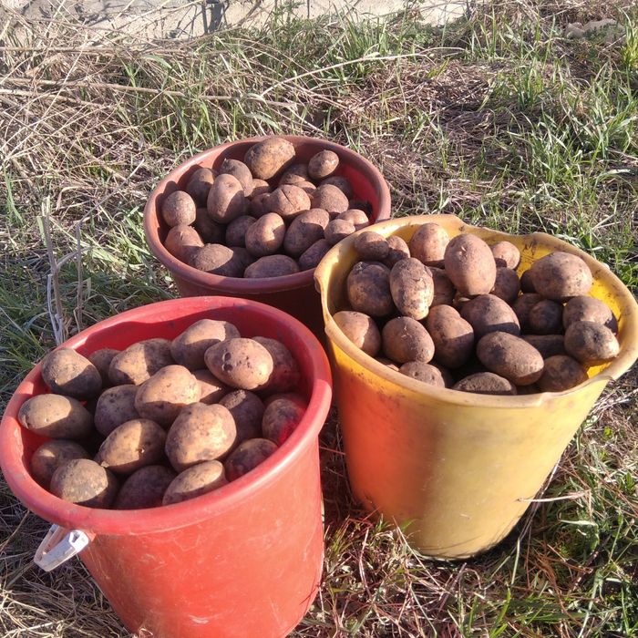 Семеной картофель.