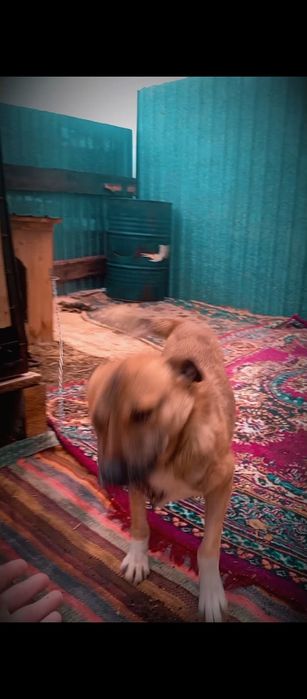 Собаки приученные к цепи