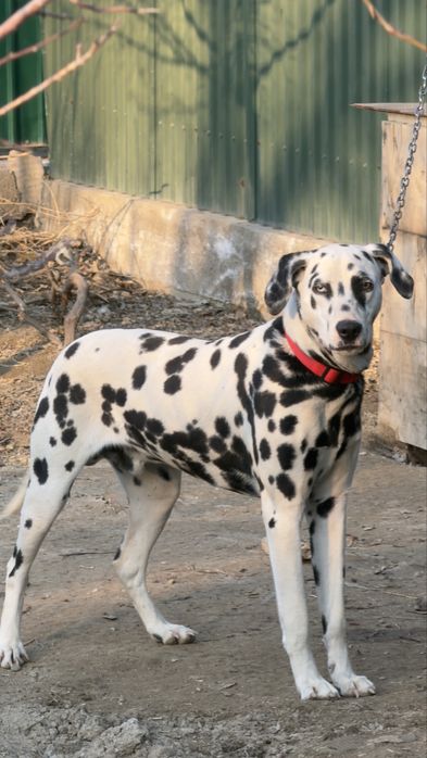 Далматин, далматинец 7айлық күшік