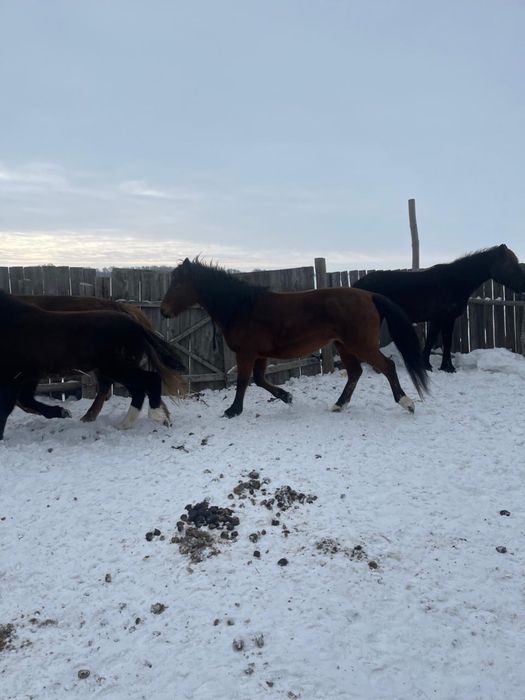 Жылқы бие сатылады Буаз Майда туады