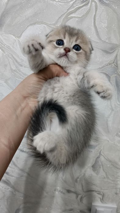 Продаётся чистокровный шотландский котёнок голубое золото
