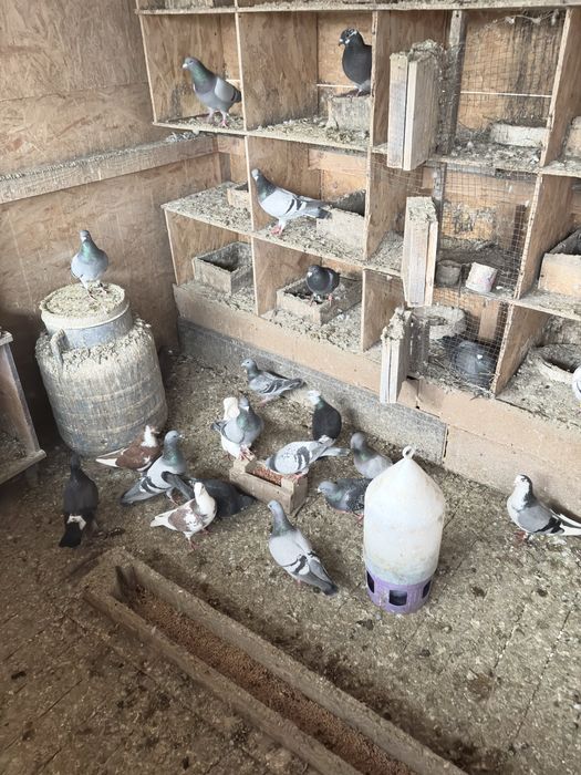 Desfiintez voliera porumebi