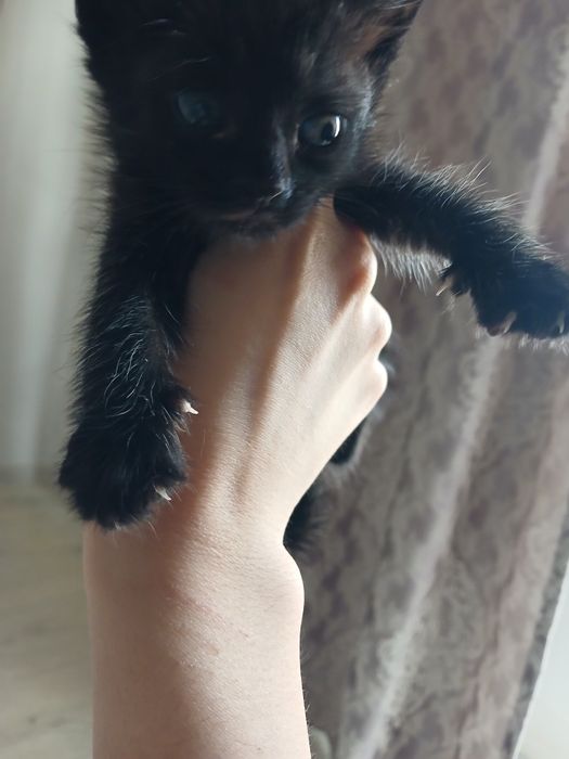 Котята бесплатно
