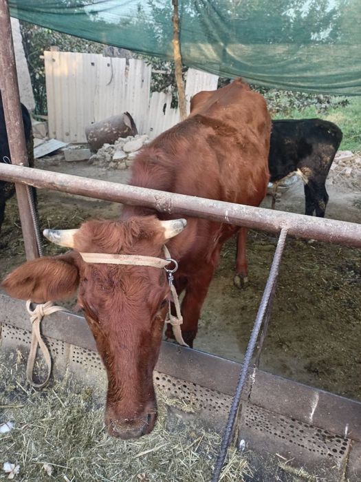 КораМоллар сотилади