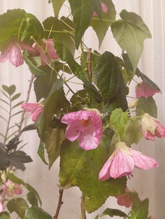 Комнатный клён Абутилон